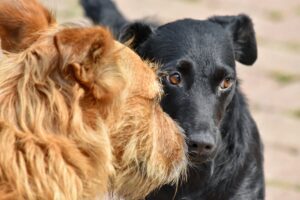 Czarne worki ze zwłokami psów znalezione w jednym z lasów