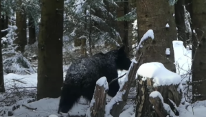Niezwykłe nagranie niedźwiedzia, który przeszedł tuż obok leśnika. Zobaczcie sami! [WIDEO]